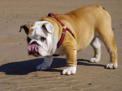 好听的双鱼座英文名字男生