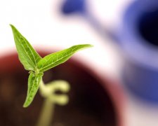 属兔处女座的最佳配偶