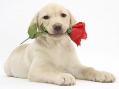 好听的天蝎座英文名字男生