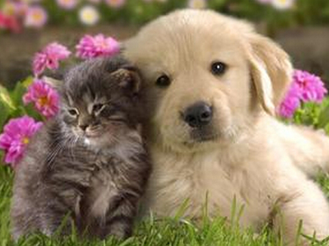 孕妇梦见猫和狗是什么意思 孕妇做梦梦到猫和狗好不好