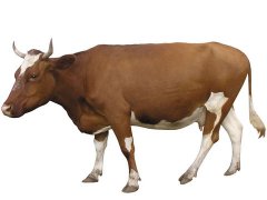 梦见被牛追是什么意思