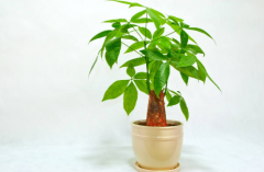 发财树摆放什么位置好，摆对了位置才会发财