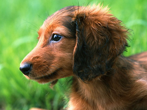 孕妇梦见被狗咬是什么意思