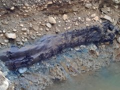 乌木有什么用途和价值