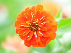 十二星座的来源和由来