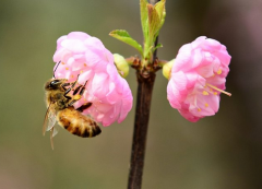2018年桃花运最旺盛的星座