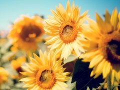 十二星座哪天出生最好命