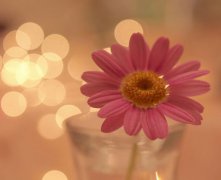 星座查询农历还是阳历