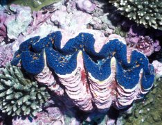 天然砗磲如何鉴别真假