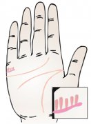 解析：手相学之子女线