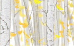 属猴女的少女心体现在哪方面