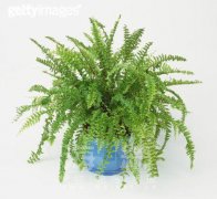 星座幸运花 - 双子座