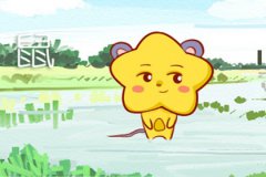 明年是什么年2020年属什么生肖  命运如何