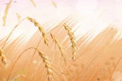 79属羊人2021年每月运势女 12个月运势分析