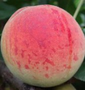 你知道白羊座最讨厌什么水果吗？