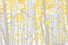 十二生肖里性格孤僻的有哪些？