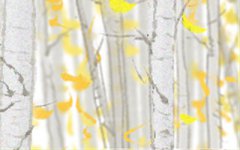 泓翔老师2017年生肖牛财气运势