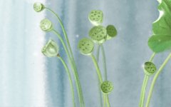 整天幻想入赘豪门的生肖男