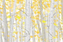 今日生肖相冲查询 2020年11月19日