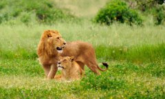 狮子和狮子配对指数：80