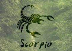 天蝎女和天秤男配对?