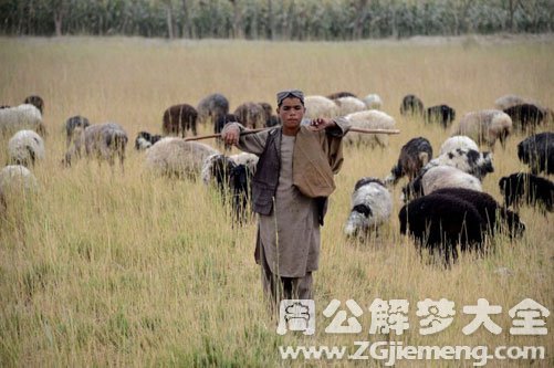 【梦见牧羊人数羊】