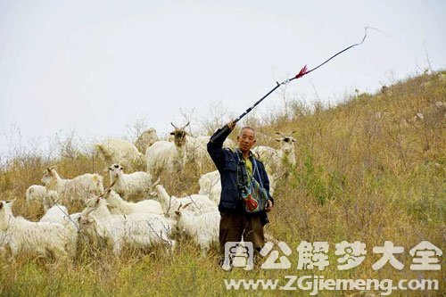 【梦见牧羊人驱赶羊群】