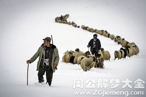 【梦见牧羊人的羊丢了】