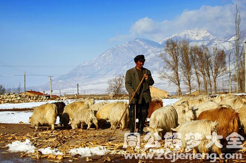 【梦见山上有牧羊人】