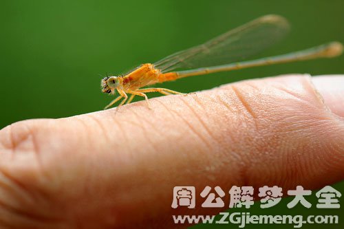 【梦见同学身上有虫子】