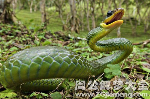 【梦见同学被蛇咬】