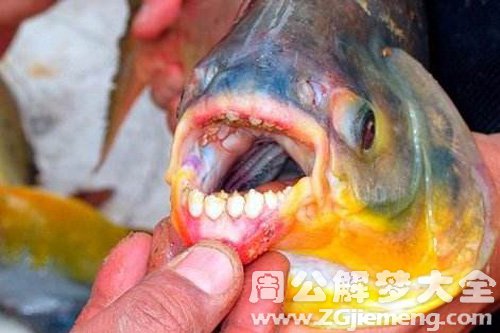 【梦见姐夫被鱼吃了】