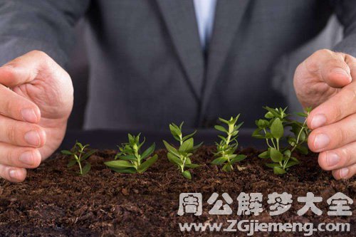 【梦见姐夫种树苗】