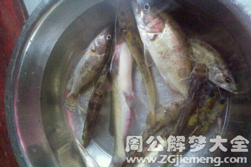 【梦见姐夫送鱼给我】