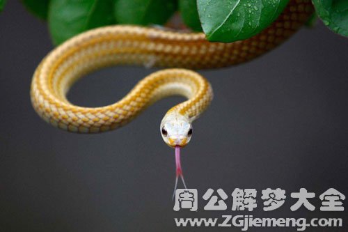 【梦见自己的宝宝被蛇咬】