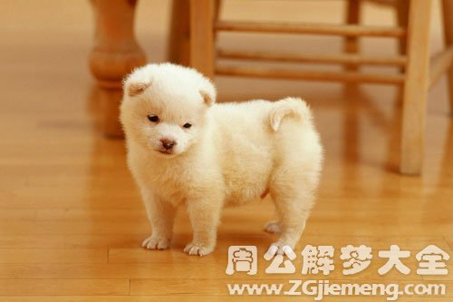 【梦见丈夫被狗咬】