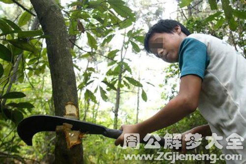 【梦见父亲砍树】