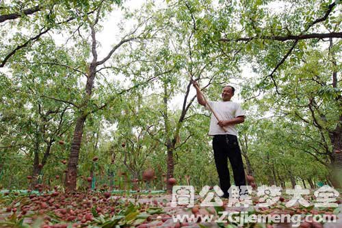 【梦见别人打枣】