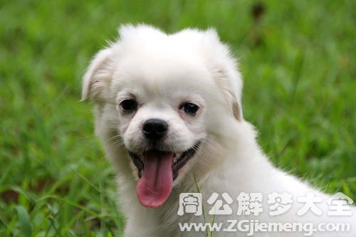 【梦见朋友送我狗】