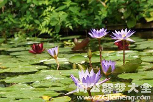 【梦见小叔子死了】