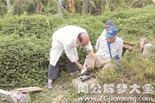 【梦见老人受伤】