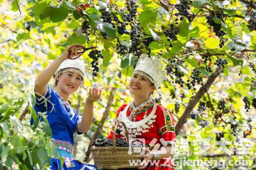 【女人梦见摘葡萄】