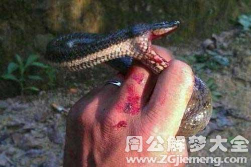【梦见别人被蟒蛇咬】