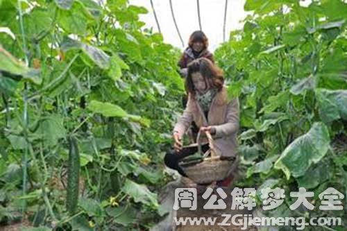 【女人梦见摘黄瓜】