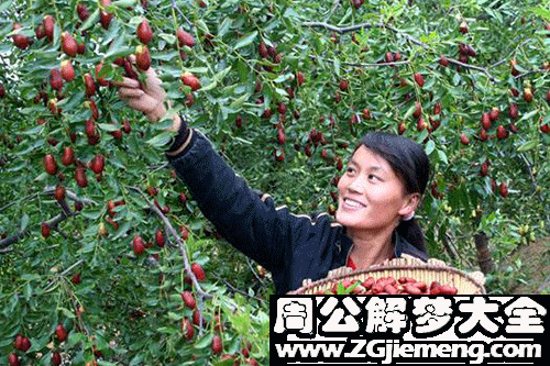 【梦见怀孕摘枣】