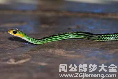 【男士梦见蛇】