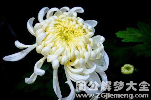 【梦见亲人被分尸】