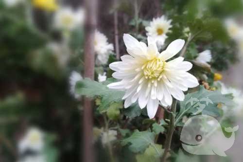 【梦见去世的爷爷】