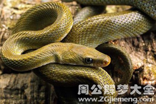 【梦见孩子被蛇咬了】