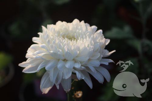 【梦见奶奶去世】